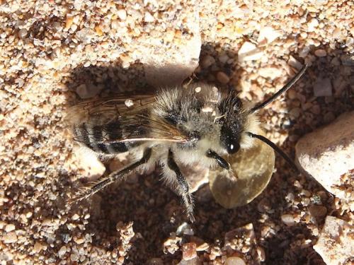 Réf. 247 117 : Colletes sp.